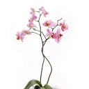 ���� �����, ����� - ��������� 25 ����� 2012 � ������ ���� ����������