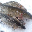 ���� ���������- ���� �������� !!, ������ - ��������� 30 ������ 2013 � ������ ������� �������-30.01.2013�