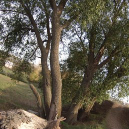 ���� ���, ��������, 31 ��� - ��������� 18 ������� 2010