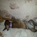 ������� �� ������� ���� ���� �����߻