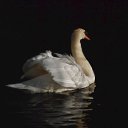 ���� �������, ������������, 64 ���� - ��������� 12 ���� 2013 � ������ ���� ����������