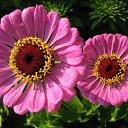 ���� �������, ��������, 37 ��� - ��������� 2 ������ 2009 � ������ ������ � �����