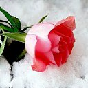 ���� Fortuna, �����������, 40 ��� - ��������� 18 �������� 2011 � ������ ��������� �����
