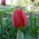 ���� Nika, ���������, 85 ��� - ��������� 3 ��� 2010 � ������ �..)�