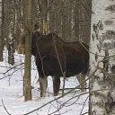  , , 36  -  20  2010    .