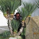    !!!, , 57  -  26  2012   