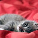 ���� ����, �������� - ��������� 28 ����� 2012