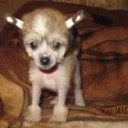 ���� �����, ������, 59 ��� - ��������� 27 ���� 2011 � ������ �PetLove�