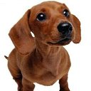 ���� �������, �������� - ��������� 15 ���� 2011 � ������ �PetLove�