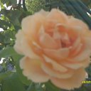 ���� ������, ��������, 36 ��� - ��������� 22 ������� 2010