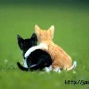 ���� ����), ���������� - ��������� 30 ������ 2009 � ������ ���������