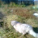 ���� ���������, ����, 57 ��� - ��������� 19 ������ 2012 � ������ �������