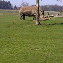 ���� ��op�, ����, 44 ���� - ��������� 25 ��� 2013 � ������ �Woburn Safari Park(Uk)�