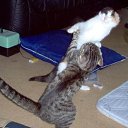 ���� Ninon, ���� - ��������� 20 ������� 2009 � ������ ����������� ����Ȼ