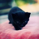 ���� ���������, ��������, 38 ��� - ��������� 8 ���� 2013 � ������ ���� ����������
