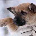  Angel, , 39  -  16  2010   