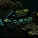 ���� ������, ���������, 51 ��� - ��������� 8 ���� 2010 � ������ �����