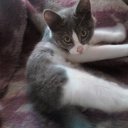  , -, 61  -  26  2011   