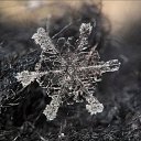 ���� Das Ich, ������, 36 ��� - ��������� 15 ������� 2011 � ������ ���������