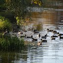 ���� �������, ��������, 46 ��� - ��������� 29 ��� 2013