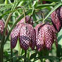 ���� ������, ������, 63 ���� - ��������� 5 ������� 2011 � ������ ������-���� �����....�