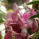 ���� �������, ����������, 66 ��� - ��������� 16 ������ 2013 � ������ ���� ����������