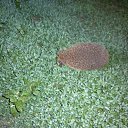 ���� �������, ���������, 69 ��� - ��������� 18 ������� 2011 � ������ ����