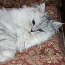 ���� Katkas, �������, 45 ��� - ��������� 5 ������ 2009 � ������ ����������