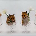 ���� ����� - ���������� ��������!!!, �����������, 56 ��� - ��������� 13 ������� 2009 � ������ ��������� (�����)�