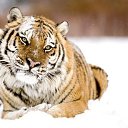 ���� �����, ���������, 54 ���� - ��������� 4 ������� 2012 � ������ �������