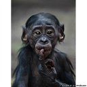 ���� �������, ������, 71 ��� - ��������� 20 ������ 2011 � ������ �� ������ ��������.�