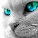 ���� =���=317, ������ - ��������� 17 ������� 2011 � ������ �PetLove�