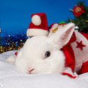 ���� ����, �������, 37 ��� - ��������� 15 ������� 2012 � ������ �������