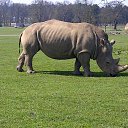 ���� ��op�, ����, 44 ���� - ��������� 25 ��� 2013 � ������ �Woburn Safari Park(Uk)�