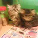  E.lena, , 62  -  13  2010    