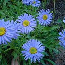  Irixa, , 57  -  30  2009   