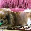 ���� ���������, �����������, 66 ��� - ��������� 10 ���� 2011 � ������ �������