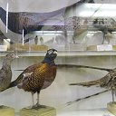 ���� ���, ��������, 30 ��� - ��������� 11 ���� 2013 � ������ ���� ����������