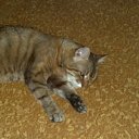 ���� ����, ���������, 26 ��� - ��������� 27 ������� 2010 � ������ ���� ����������