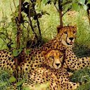 ���� ����, ������, 37 ��� - ��������� 17 ������� 2012 � ������ �������