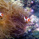 ���� ����, �������-��������� - ��������� 30 ������ 2012 � ������ ��� �������� �������. �.������ ������2012�.�