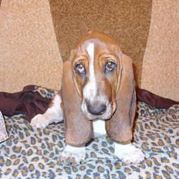 ���������, 50 ���, ������