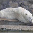   (Paolo Genua),  -  29  2009    