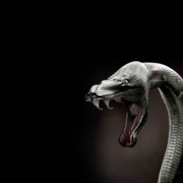 ������ �������, ������, 55 ���