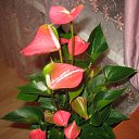 ���� �����, ������, 43 ���� - ��������� 4 ������� 2010 � ������ �������