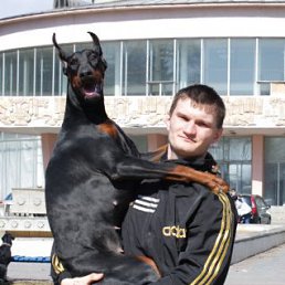  Dobermann, , 38  -  16  2013