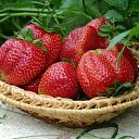 ���� ���������, ������, 61 ��� - ��������� 12 ����� 2013 � ������ ���� ����������