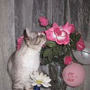 ���� ����� ������, �����, 57 ��� - ��������� 18 ������� 2012 � ������ �������