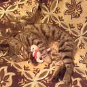  Lina, , 41  -  18  2010   