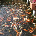 ���� ����, �����-���������, 55 ��� - ��������� 9 ������� 2013 � ������ ���� ����������